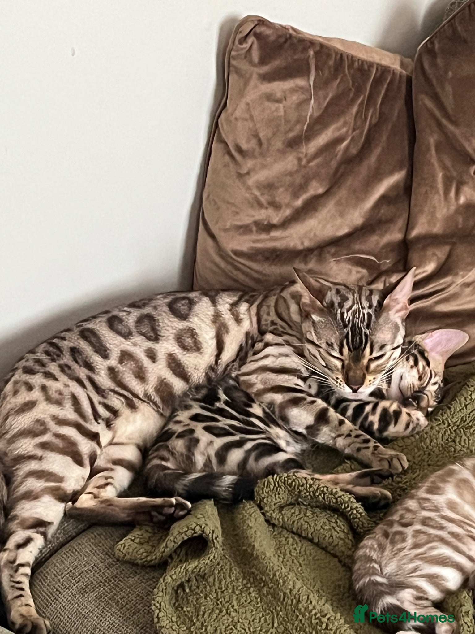 Bengal cats Male Bengal  - Advert 8
