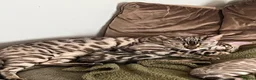 Bengal cats for sale: Male Bengal  - Advert 1