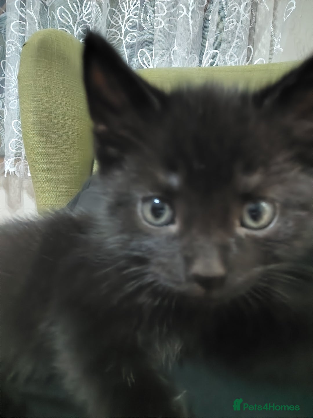 Mixed Breed cats for sale: Beautiful and playful kittens - Image 3