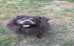 Chow Chow dogs for sale: Beautiful chow chow - Image 2