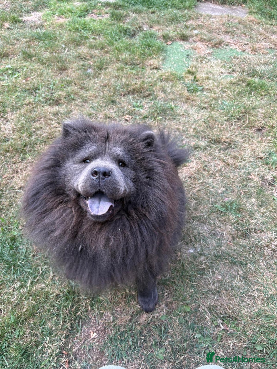 Chow Chow dogs for sale: Beautiful chow chow - Image 2