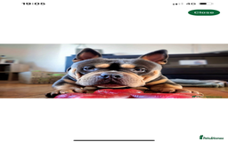 Mixed Breed dogs for sale: Pocket bully  - Image 2