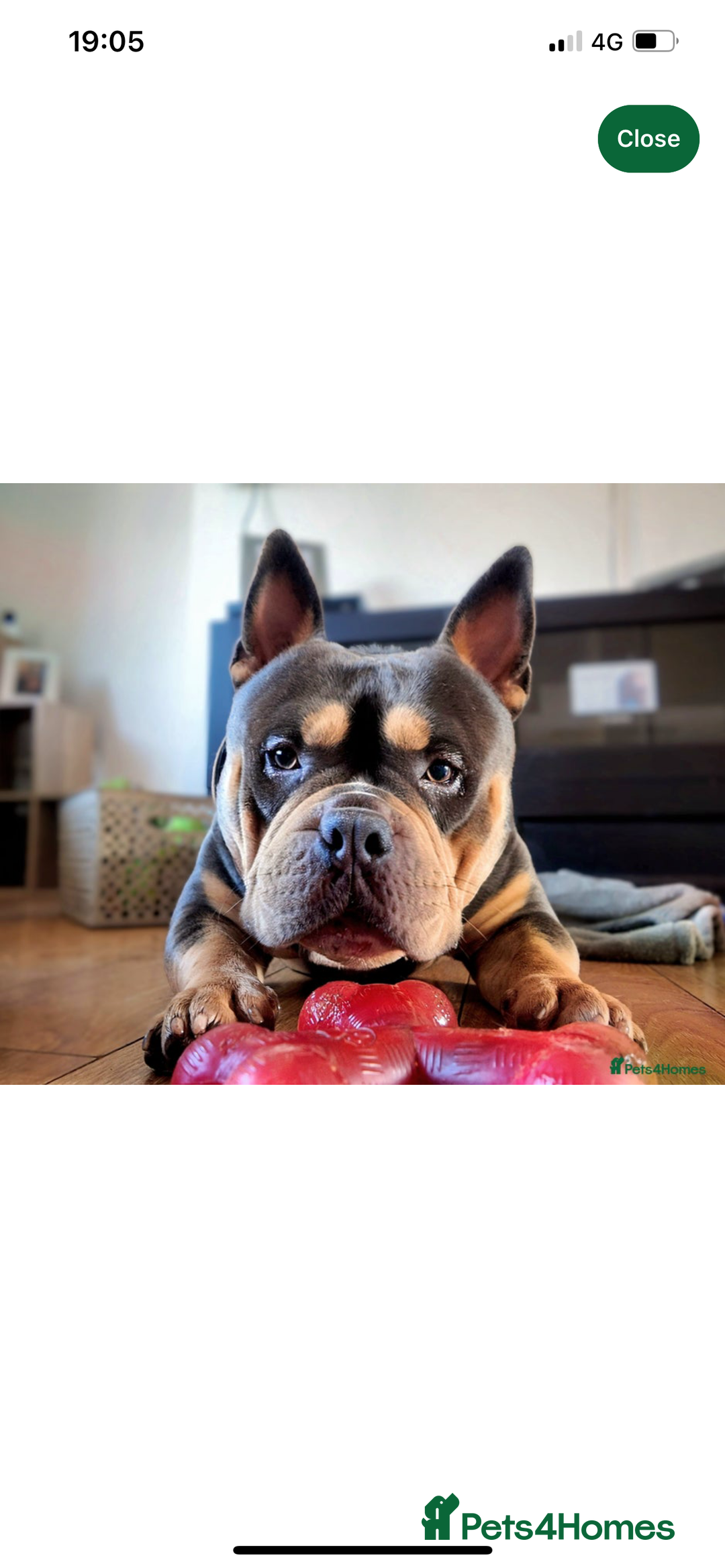 Mixed Breed dogs for sale: Pocket bully  - Image 2