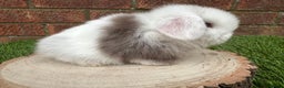 Mini Lop rabbits for sale: Stunning purebred mini lop ready to reserve  - Advert 12