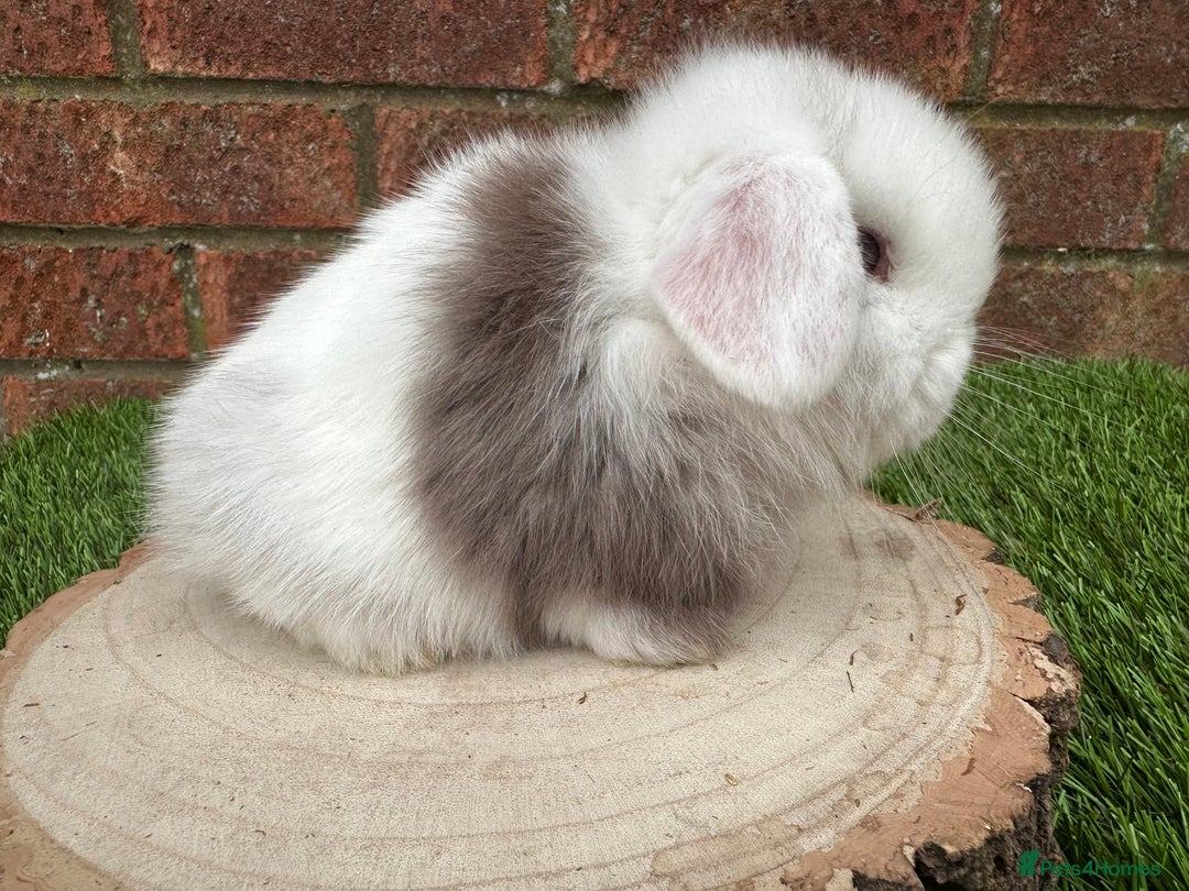 Mini Lop rabbits for sale: Stunning purebred mini lop ready to reserve  - Advert 12