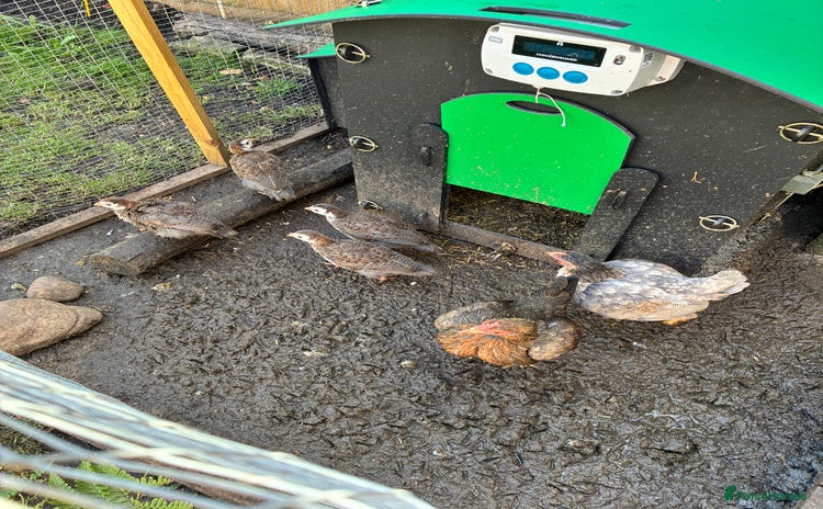 Guinea Fowl poultry - Advert 1