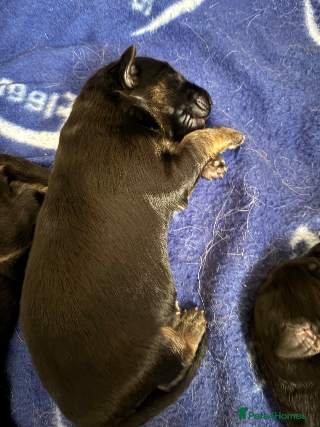 German Shepherd dogs for sale: Beautiful black/tan German shepherd pups for sale  - Image 15