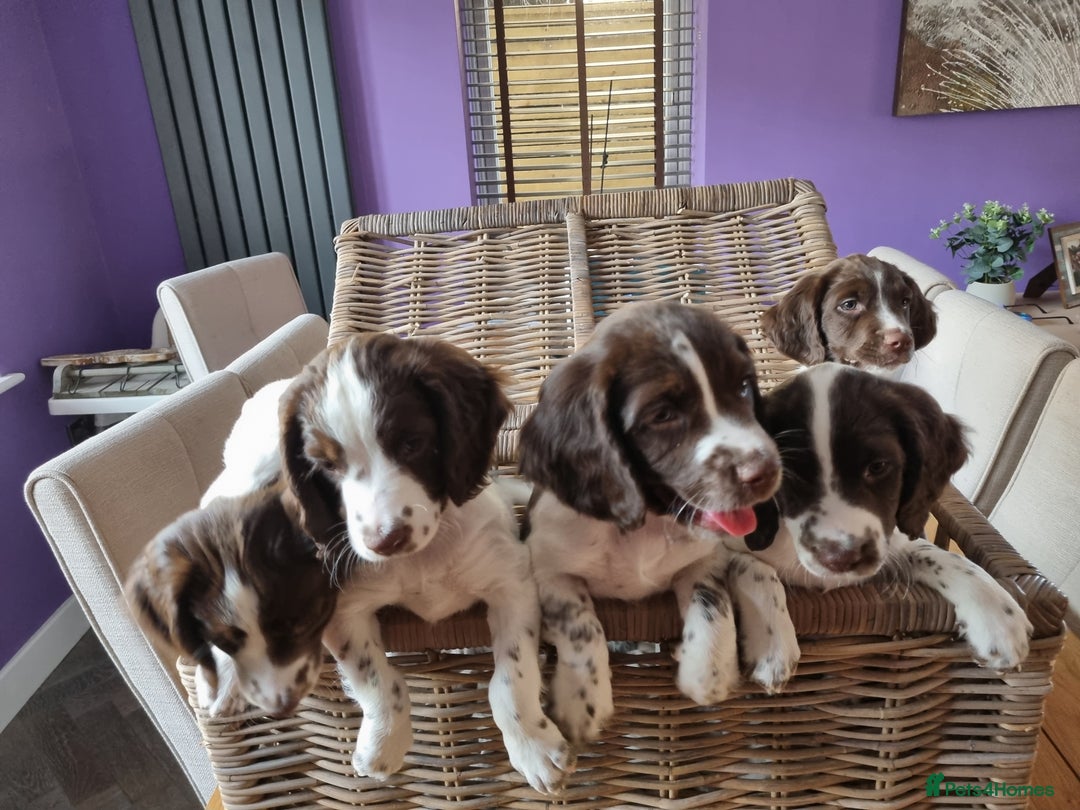 English Springer Spaniel dogs for sale: English springer spaniel puppies  - Image 13
