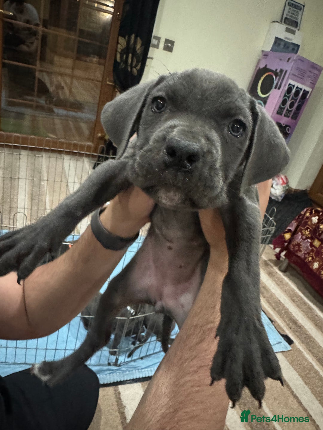 Cane Corso dogs for sale: Pure Pedigree Cane Corso Puppies - Image 15