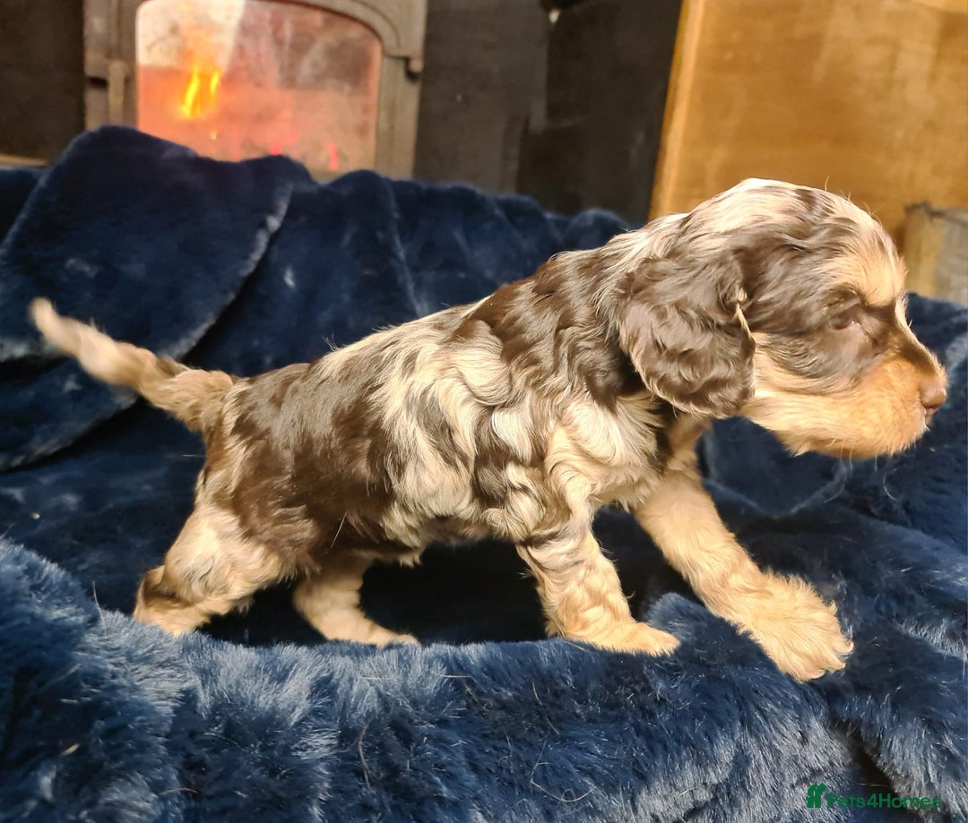 Cockapoo dogs for sale: Exceptional Cockapoo Puppies for Sale - Advert 3