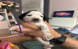 Mixed Breed dogs for sale: Springer Spaniel cross Dalmatian - Image 14