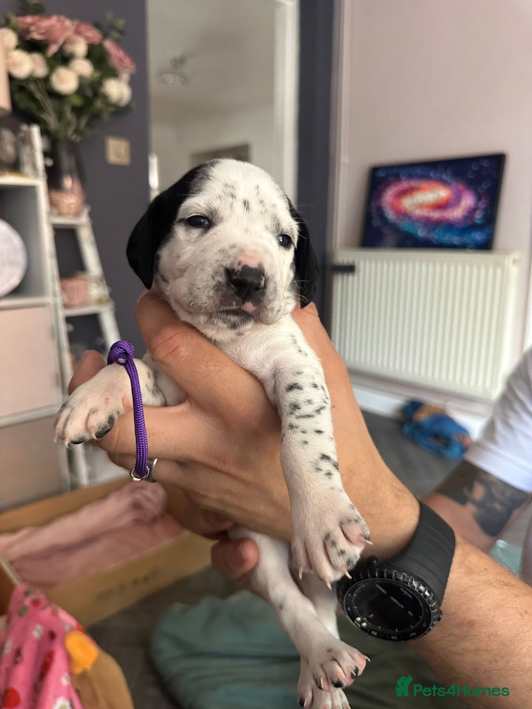 Mixed Breed dogs for sale: Springer Spaniel cross Dalmatian - Image 14