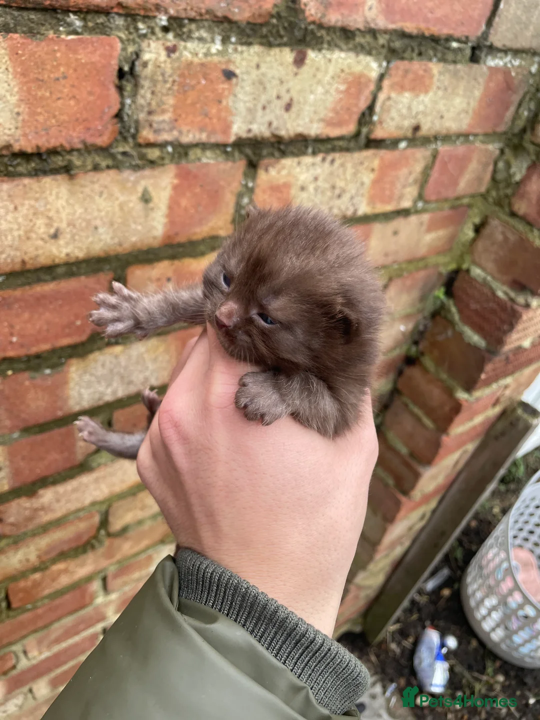 British Shorthair cats for sale: British Shorthair - Advert 8