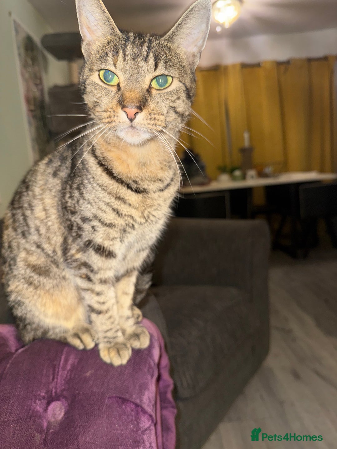 Mixed Breed cats for sale: Female Bengal x and mixed breed male  - Image 1