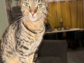 Mixed Breed cats - Advert 14