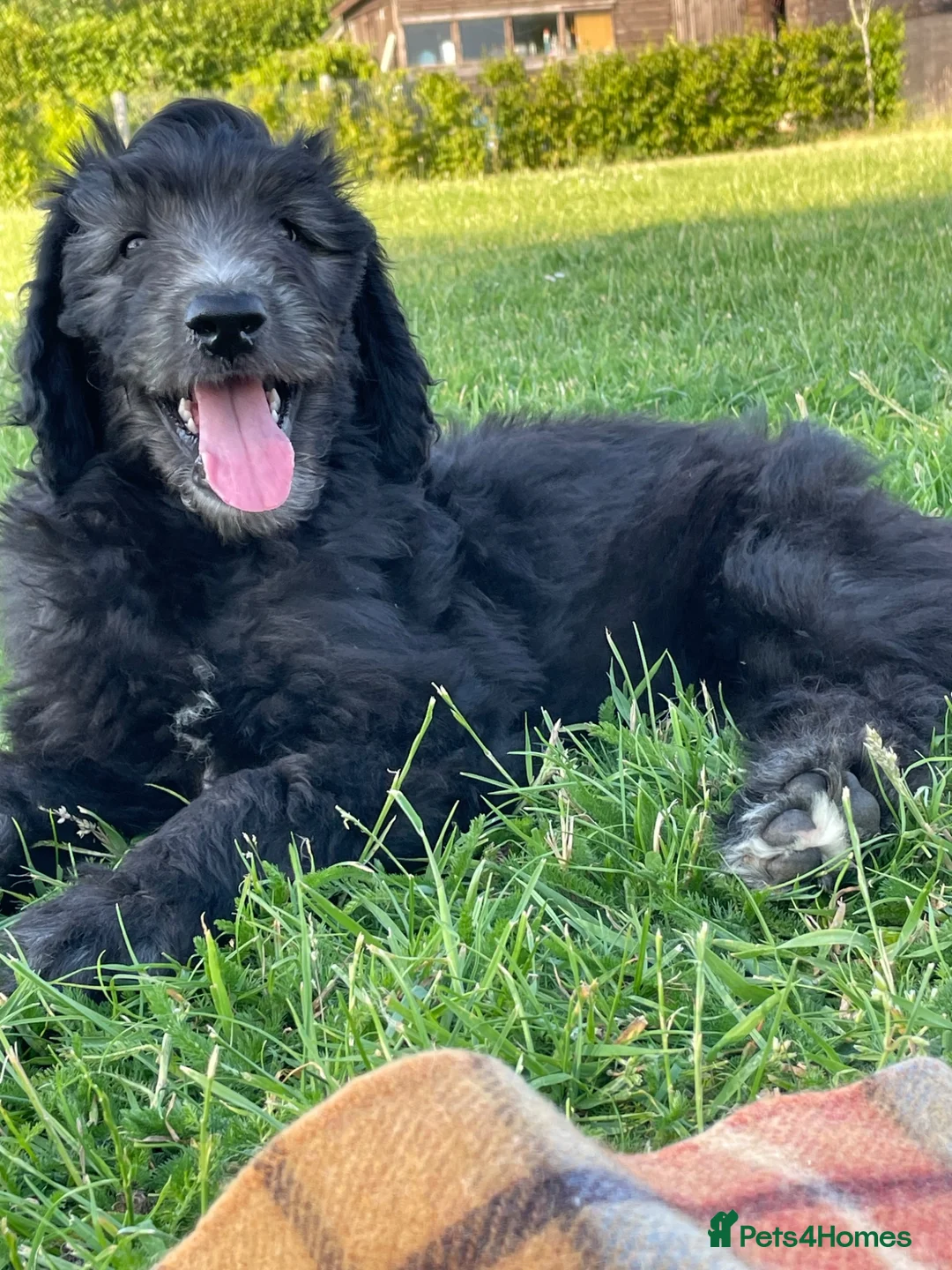 Goldendoodle dogs for sale: Goldendoodle F1b - Advert 2