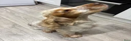 Cocker Spaniel dogs for sale: Lilly the cocker spaniel - Advert 12