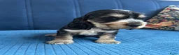 Cocker Spaniel dogs for sale: Beautiful Show cocker spaniel puppies  - Advert 18