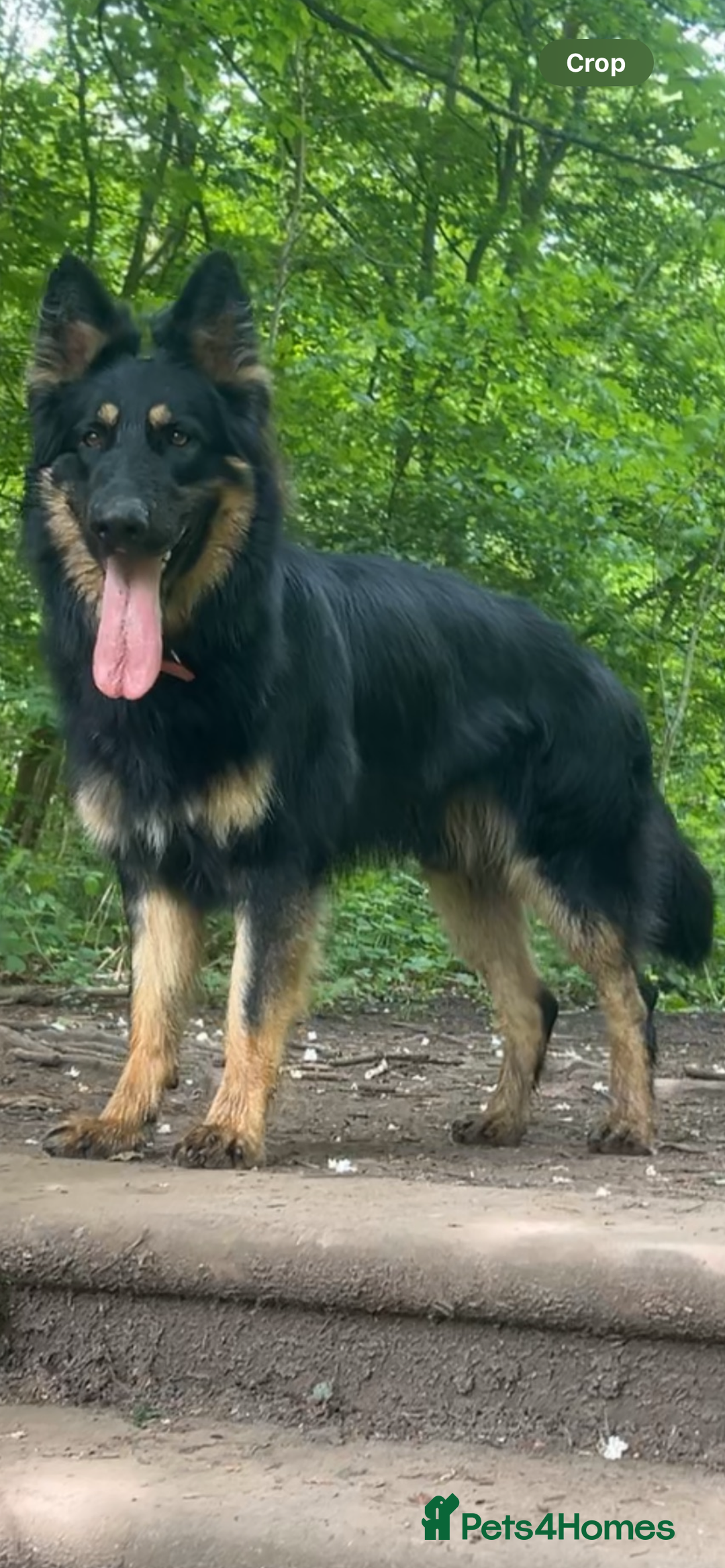 German Shepherd dogs for stud: STUD KC registered Black and Tan German shepherd  in Nottingham - Advert 7