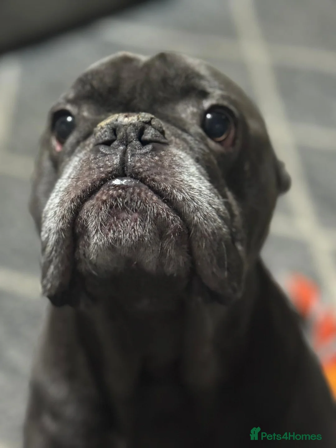 Mixed Breed dogs for sale: Hugo 5yr old bulldog - Advert 2