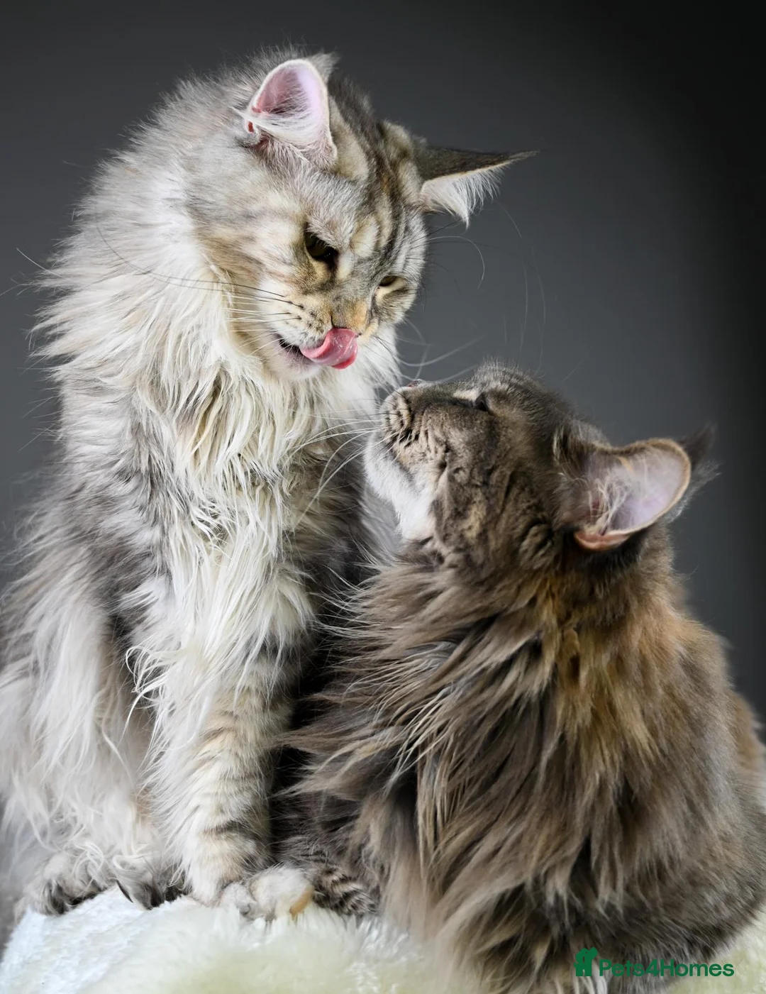 Maine Coon cats for sale: Mother & Daughter (Must leave together) - Advert 6