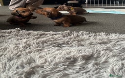 Dachshund dogs for sale: Beautiful dachshund puppies  - Image 34