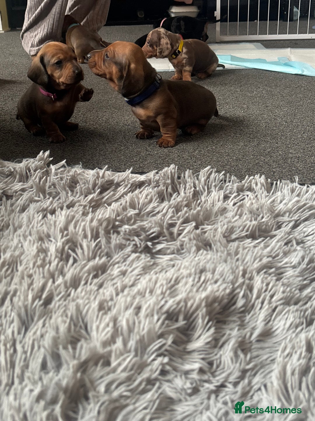 Dachshund dogs for sale: Beautiful dachshund puppies  - Image 34