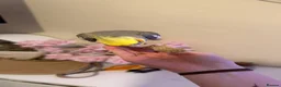 Cockatiels birds for sale: Grey male cockatiel for sale! in Stowmarket - Advert 2