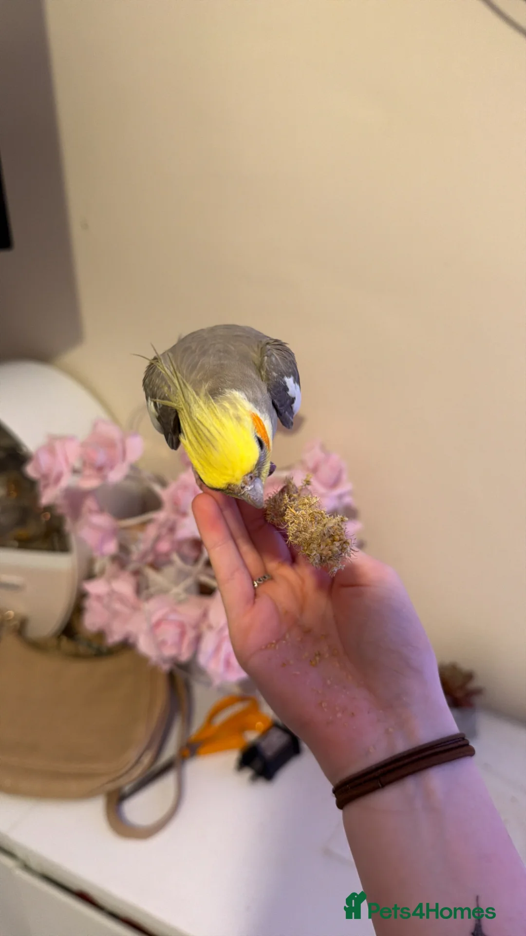 Cockatiels birds for sale: Grey male cockatiel for sale! in Stowmarket - Advert 2