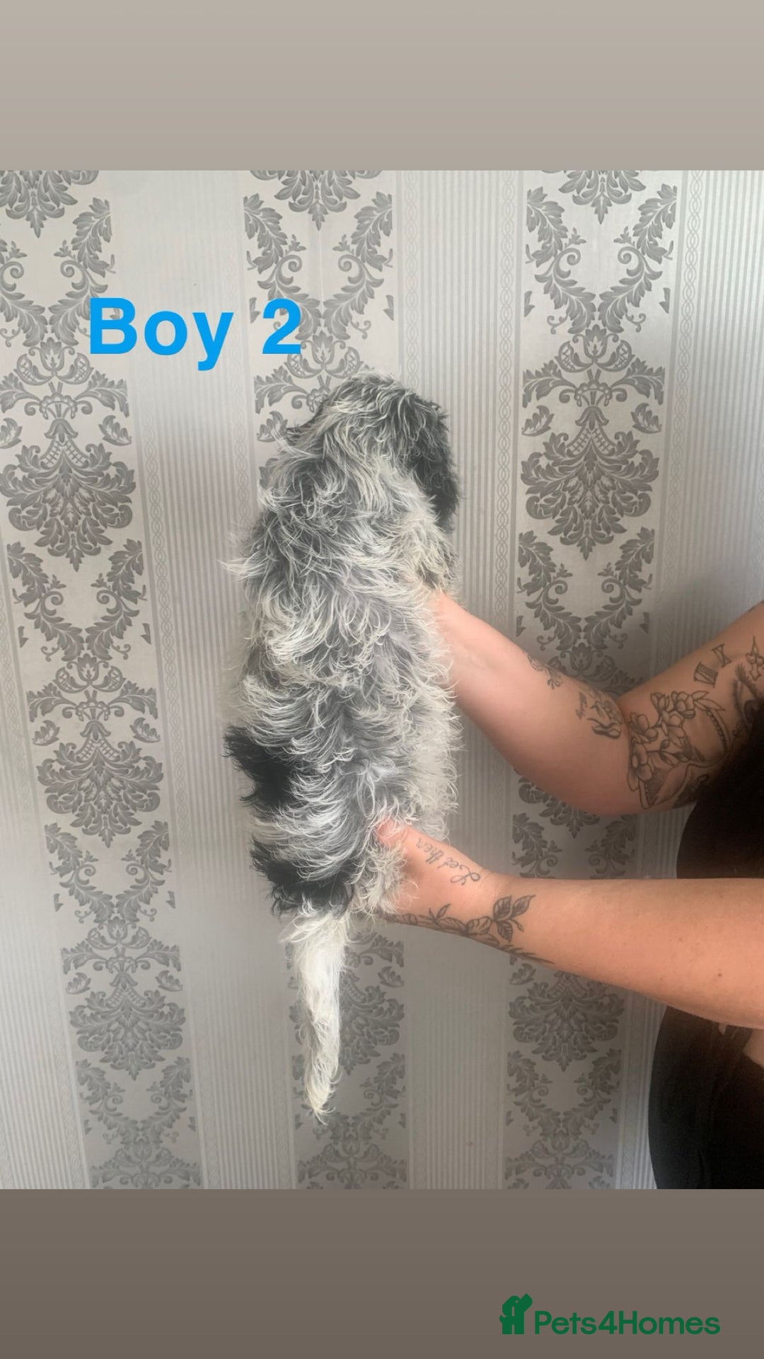Cockapoo dogs for sale: Beautifulf1cockapoopuppies for their forever homes - Image 8