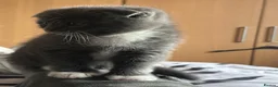 Scottish Fold cats for sale: Last little girl looking for her forever home - Advert 2