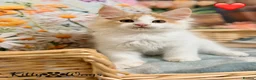 Maine Coon cats for sale: 🐾🦁 *TICA REG* GINGER MAINE COON KITTENS🦁🐾 - Advert 15