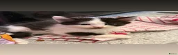 Sphynx cats for sale: Mixed breed spyhnx  - Advert 5