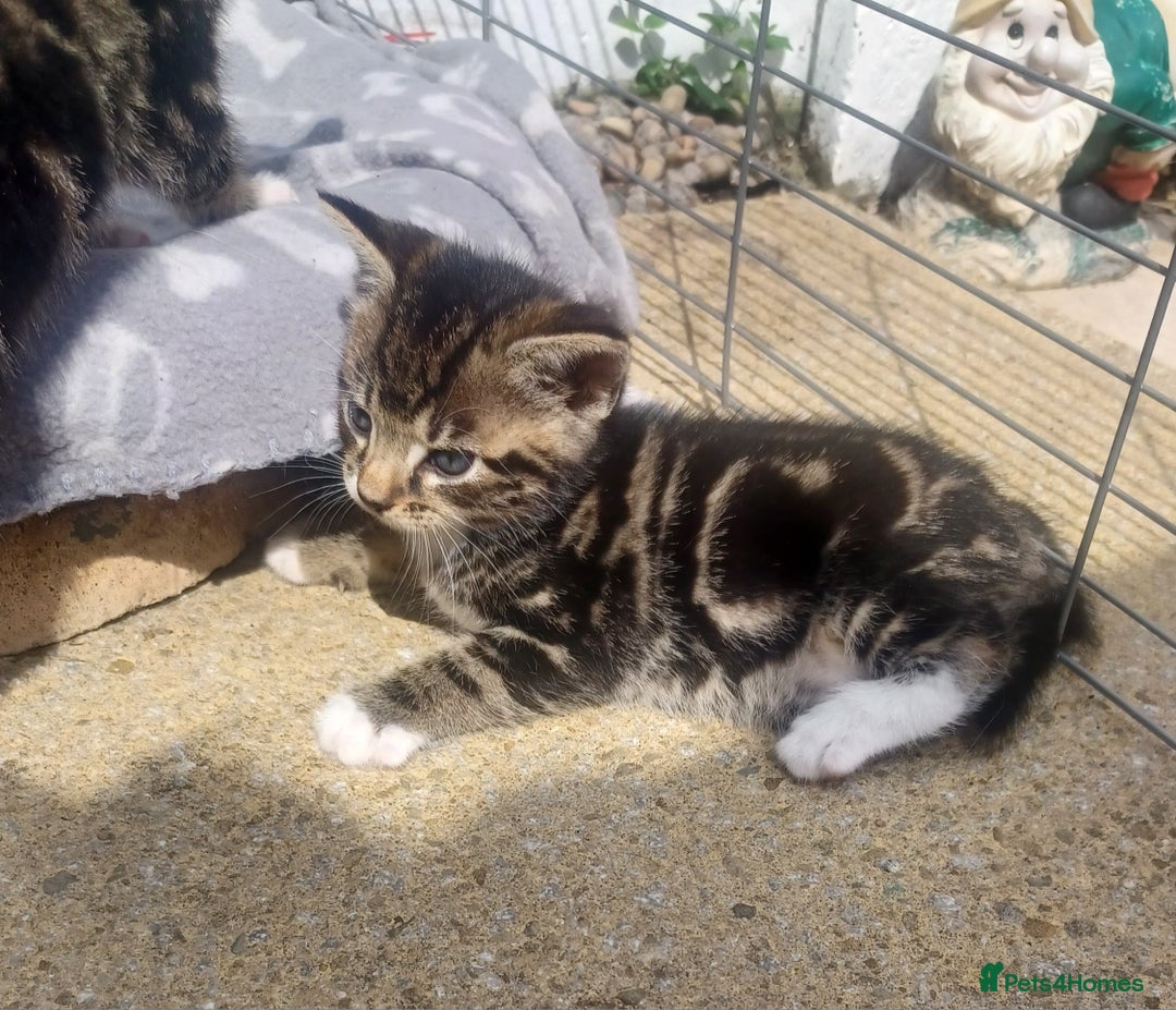Mixed Breed cats for sale: Gorgeous Bengal x babies **READY NOW** - Image 12