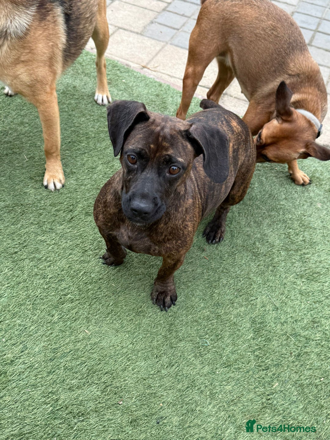 Mixed Breed dogs for adoption: Cutie Mimmi looking for love - Advert 15