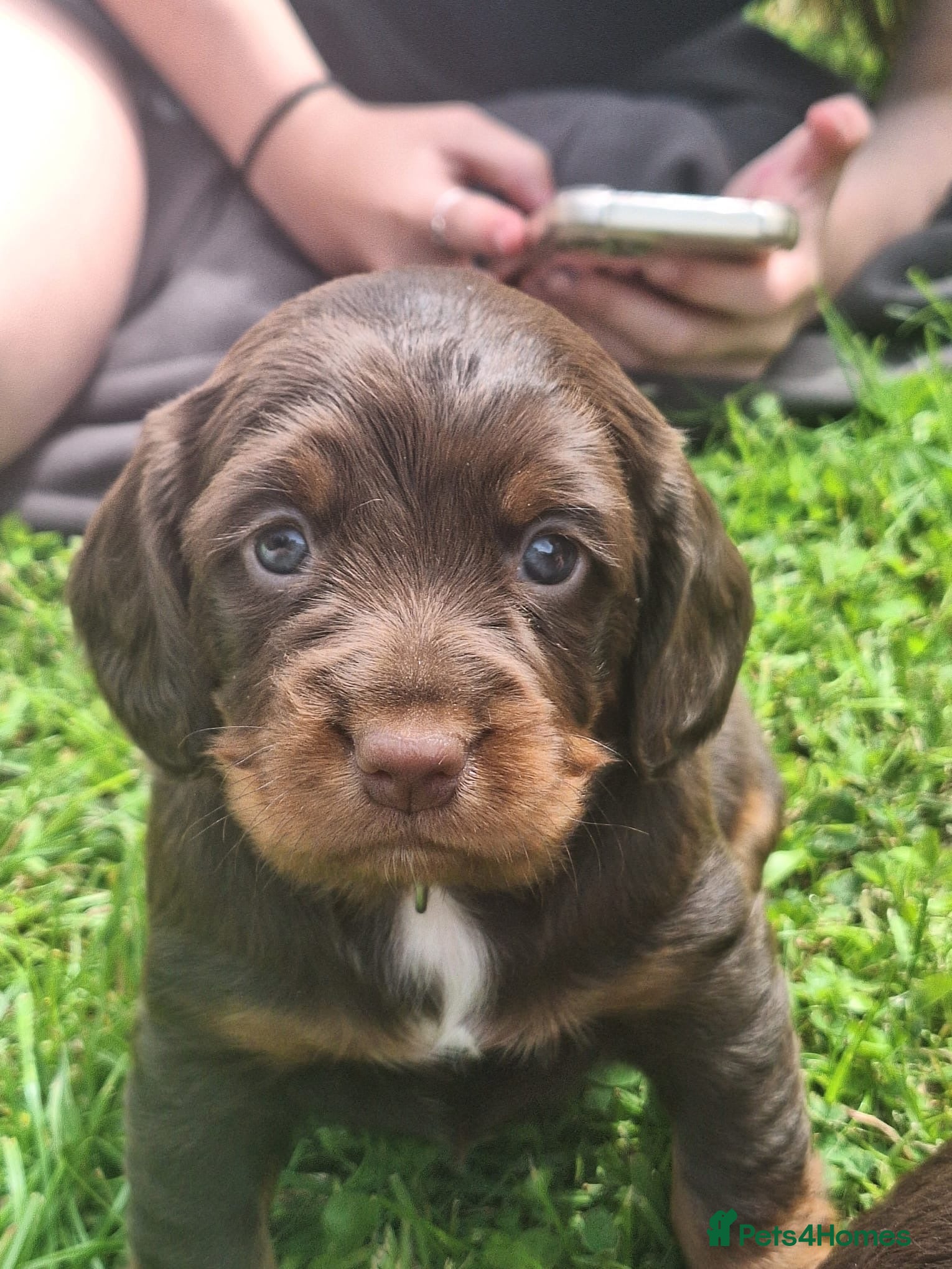 Cocker Spaniel dogs Working Cocker Spaniel Puppies  - Advert 1
