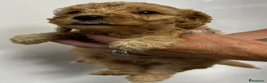 Cockapoo 5