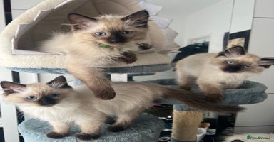 Ragdoll cats - Advert 10