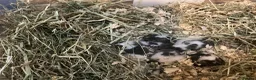 Mouse rodents for sale: More baby’s pied and standard dormice ready now  - Advert 8