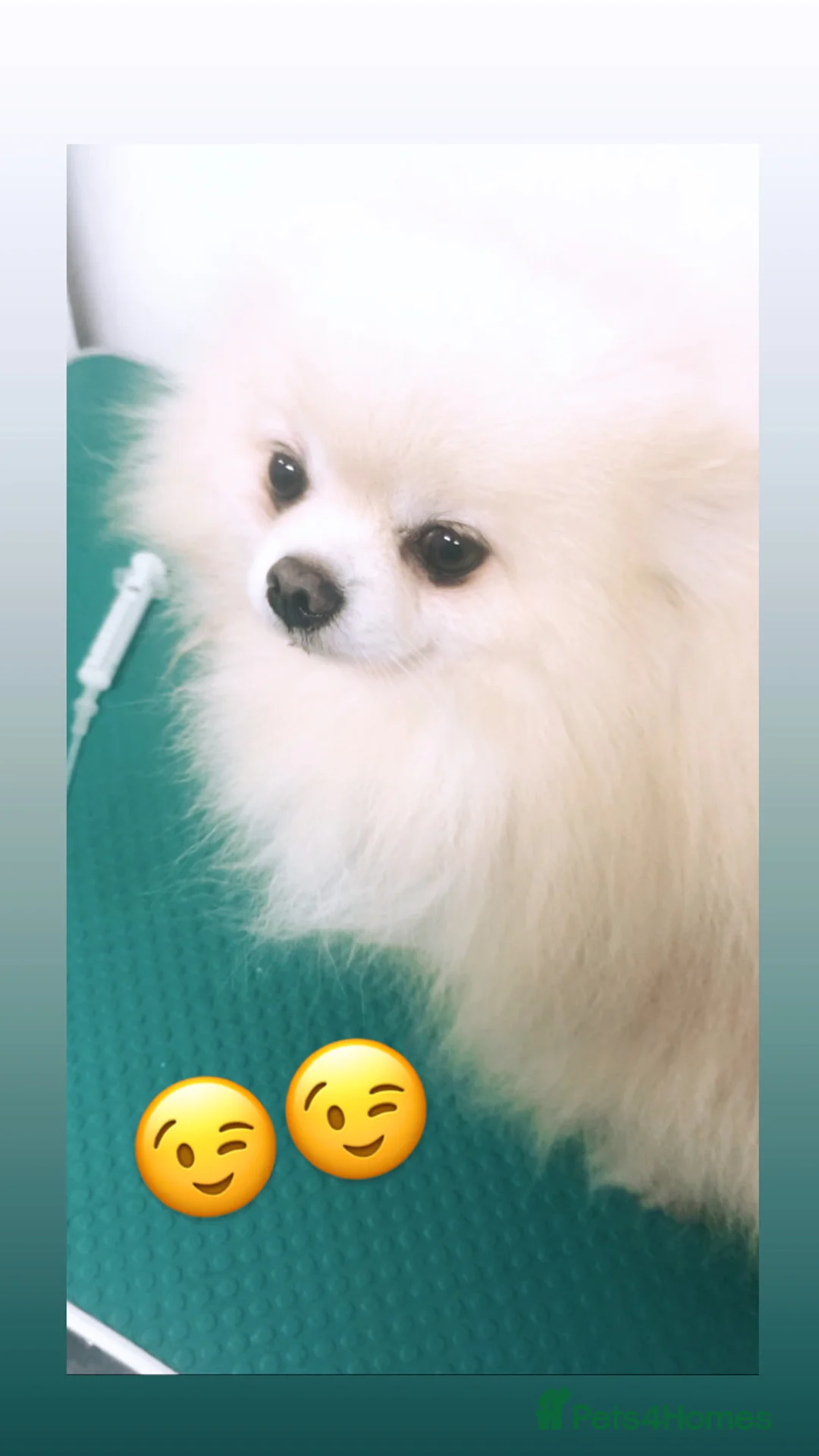 Pomeranian dogs for stud: 1.9kg tiny Proven Ukraine import stud kc reg  in Ferryhill - Advert 10