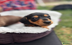 Miniature Dachshund dogs for sale: Miniature dachshund puppies  - Image 7