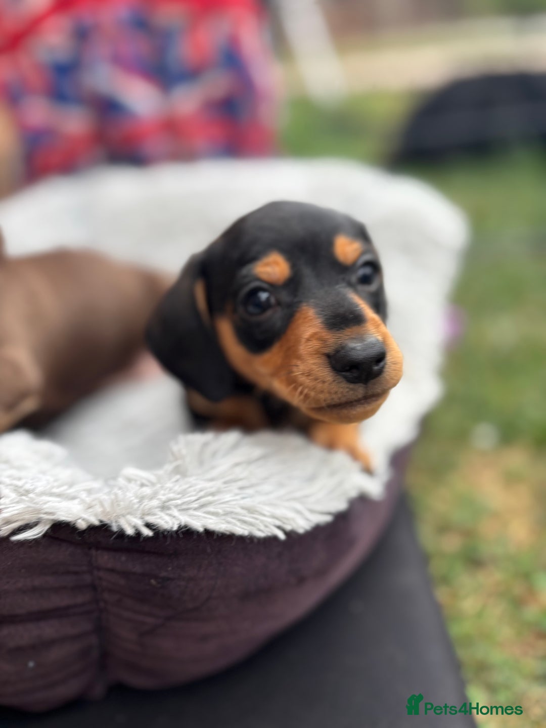 Miniature Dachshund dogs for sale: Miniature dachshund puppies  - Image 7