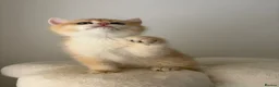 British Shorthair cats for sale: Beautiful Golden Chinchilla BSH Ny12 & Ny25 Girl - Advert 15
