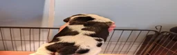 Beagle dogs for sale: Beautiful Beagle Puppies in Birmingham - Advert 7