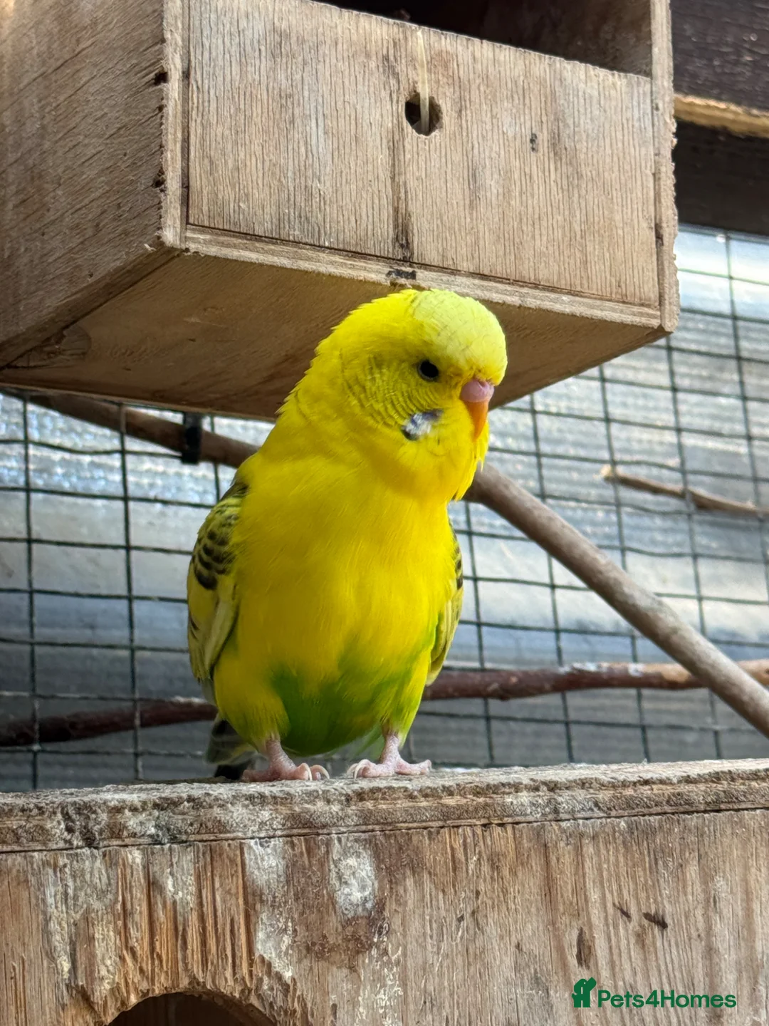 Budgerigars birds for sale: Budgies  - Advert 2