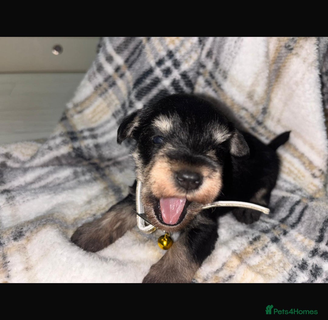 Miniature Schnauzer dogs for sale: 8 beautiful kc registered miniature schnauzer pups - Image 11
