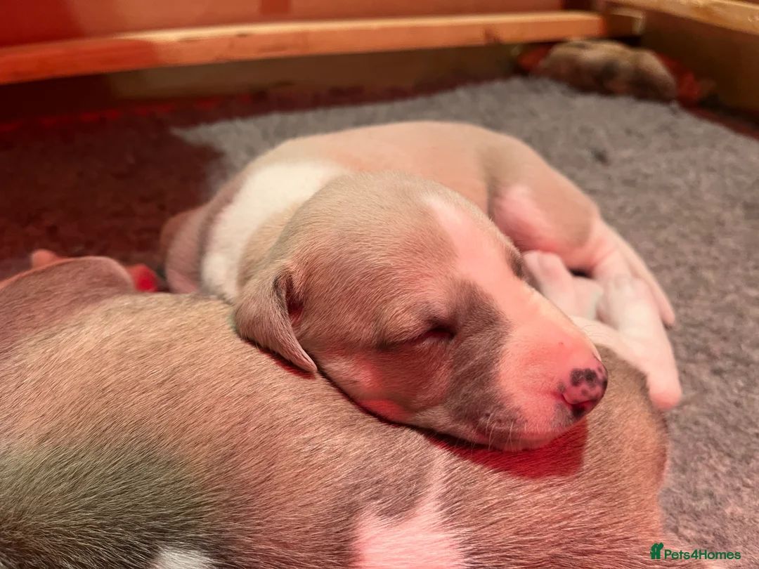 Whippet dogs for sale: Great quality Whippet puppies for sale - Advert 6