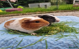 Guinea Pig rodents for sale: 2 beautiful babies arrive reserve Now  in Darwen - Image 26