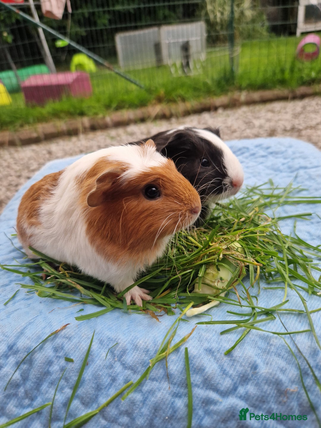 Guinea Pig rodents for sale: 2 beautiful babies arrive reserve Now  in Darwen - Image 26