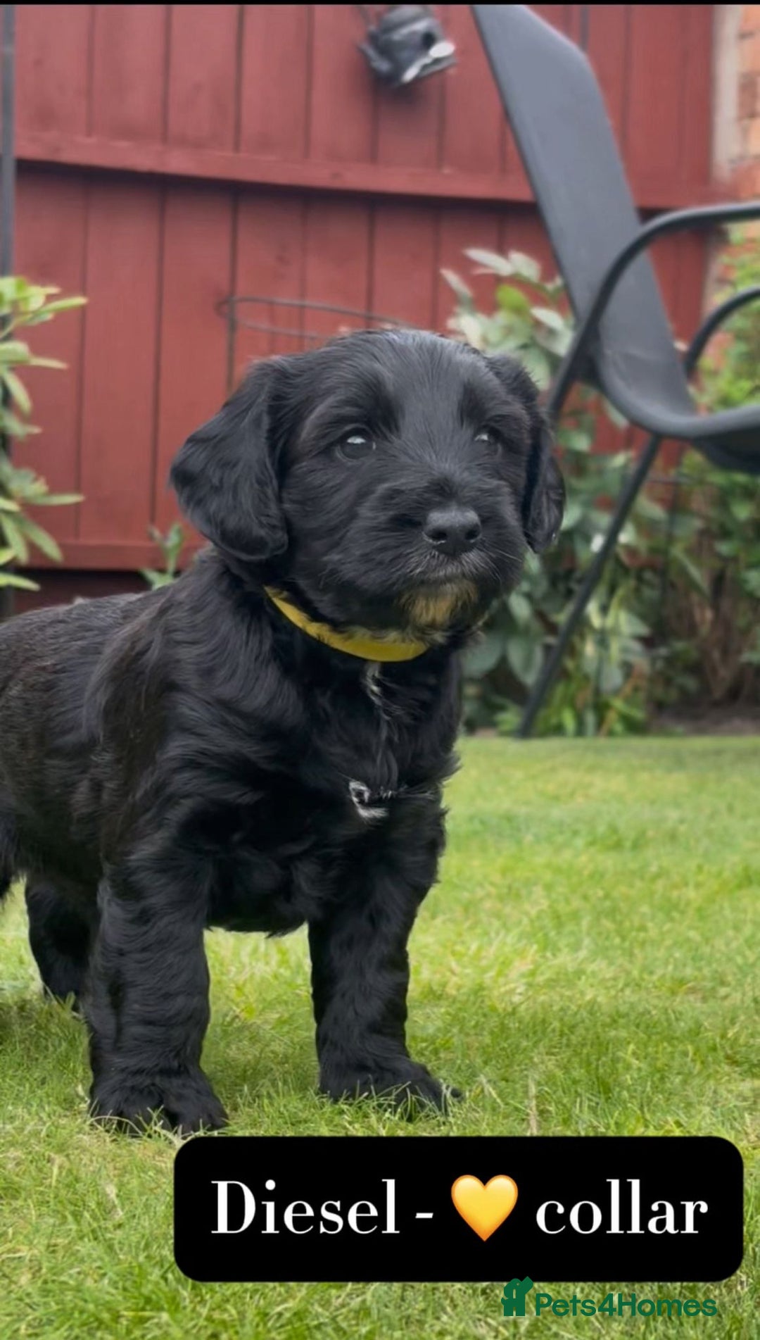 Mixed Breed dogs for sale: Tibetan Terrier x cockerpoo  - Image 5